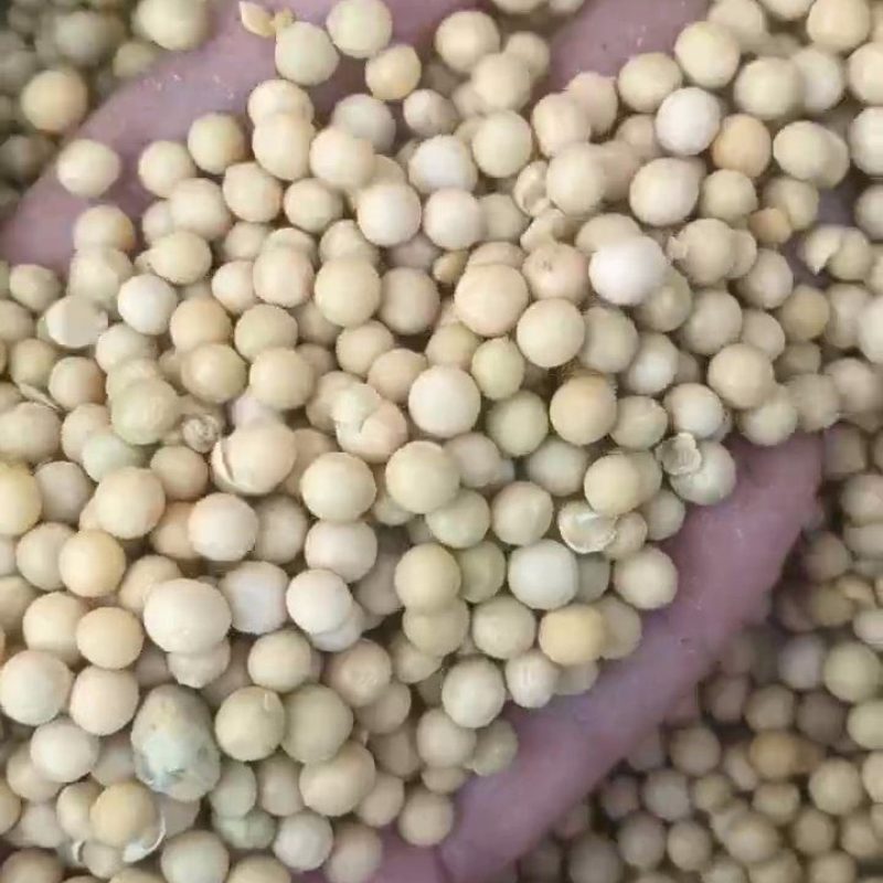芽豆