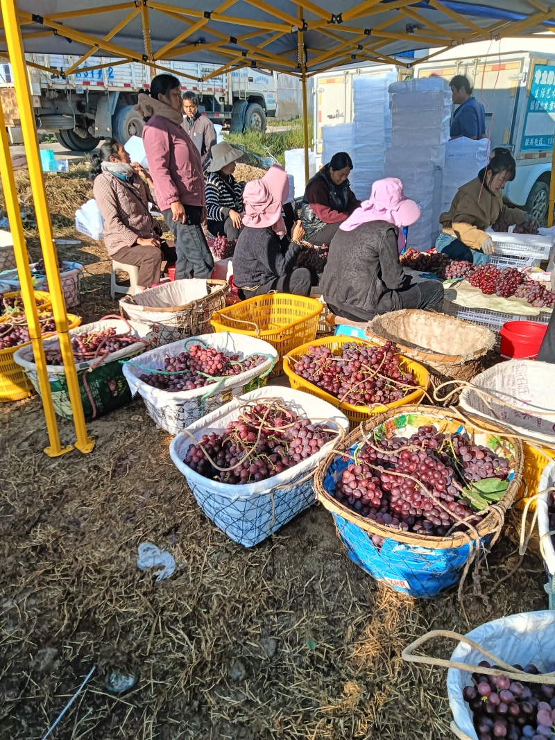 红提，还在树上的红提。