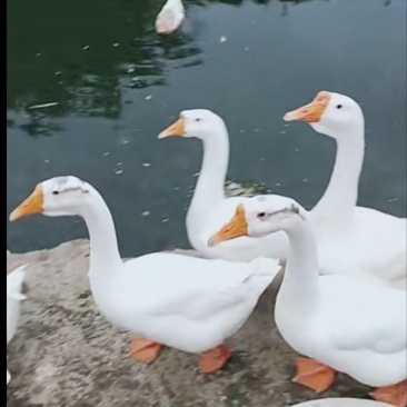 大白鹅