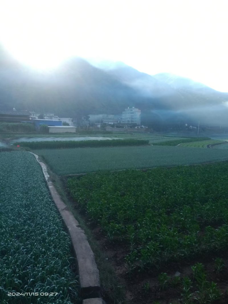 蒜苔蒜苗