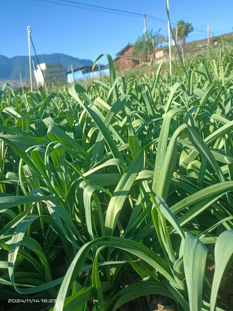 蒜苔蒜苗
