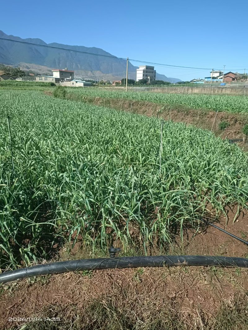 蒜苔蒜苗