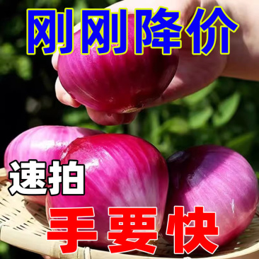【刚刚降价】新鲜现挖洋葱紫红皮水果洋葱应季蔬菜生吃整箱批