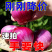【刚刚降价】新鲜现挖洋葱紫红皮水果洋葱应季蔬菜生吃整箱批