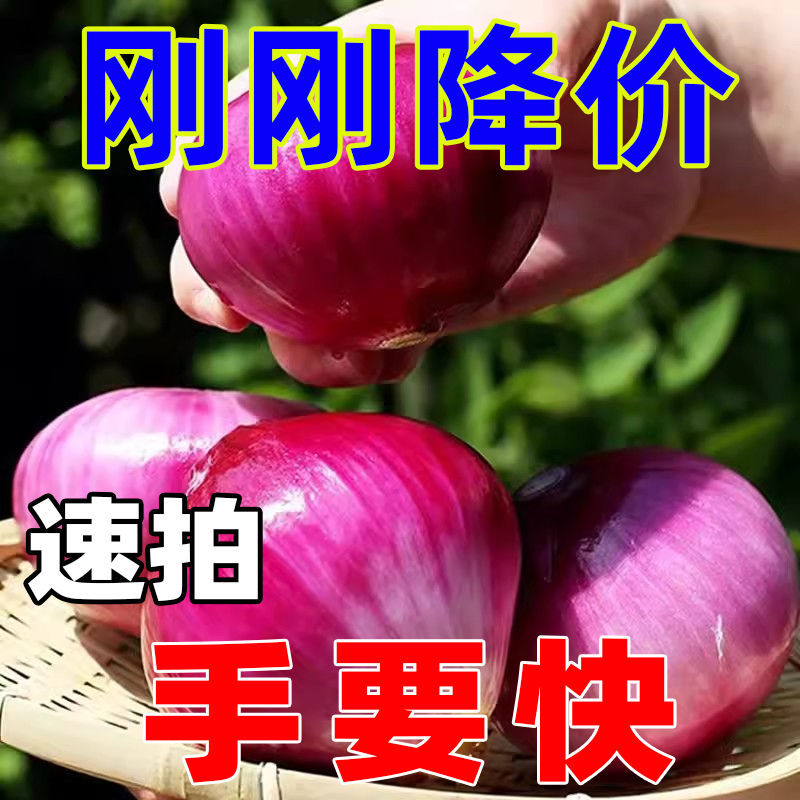 【刚刚降价】新鲜现挖洋葱紫红皮水果洋葱应季蔬菜生吃整箱批