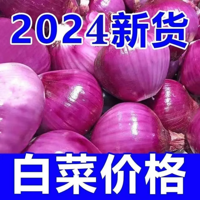 【刚刚降价】新鲜现挖洋葱紫红皮水果洋葱应季蔬菜生吃整箱批