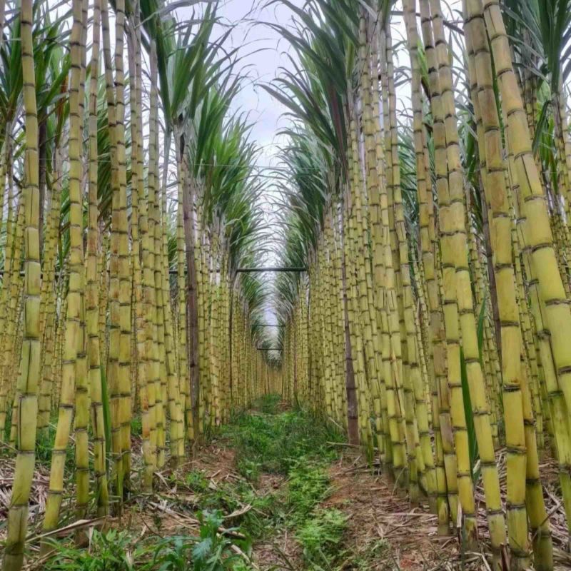 云南黄金甘蔗脆甜多汁，节杆粗长，一手货源