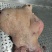 全网低价牛头肉特卖保质保量自产自销现货供应