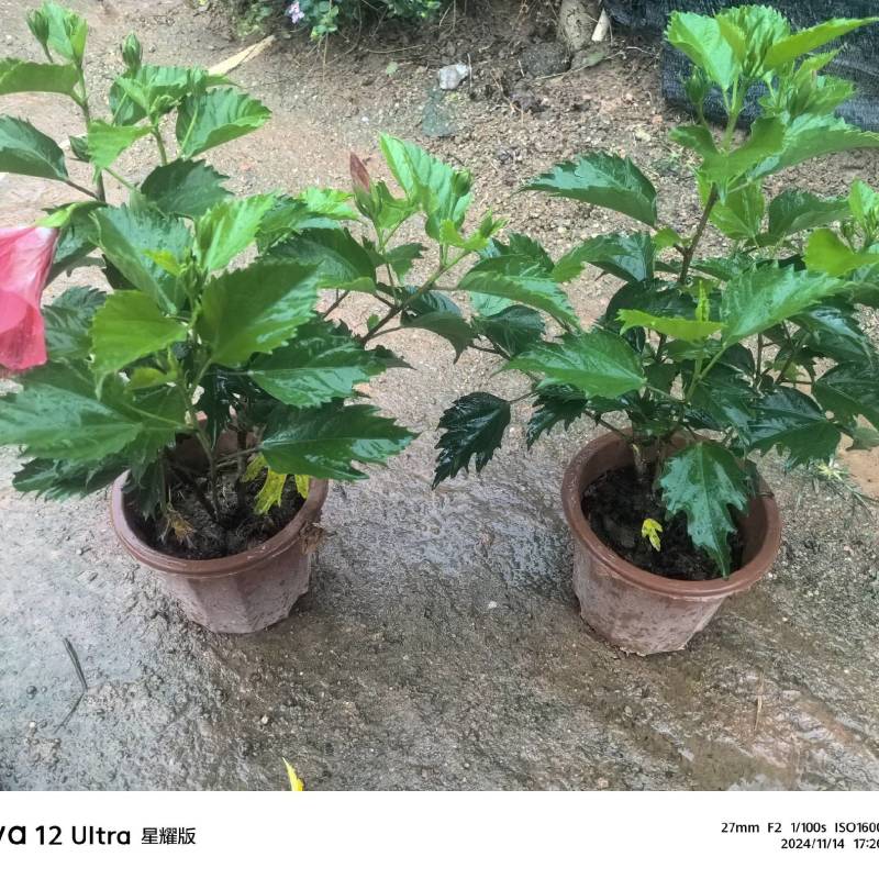 进口大红花朱瑾