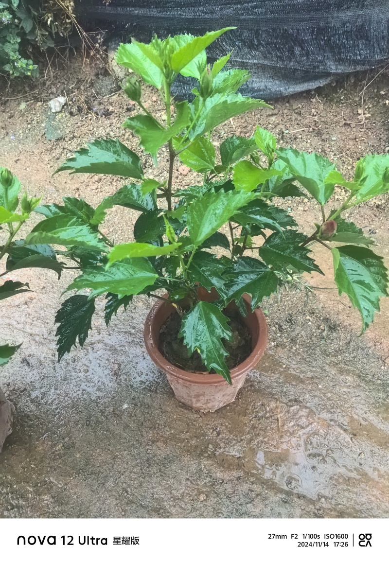 进口大红花朱瑾