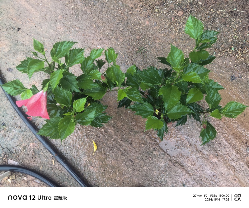 进口大红花朱瑾