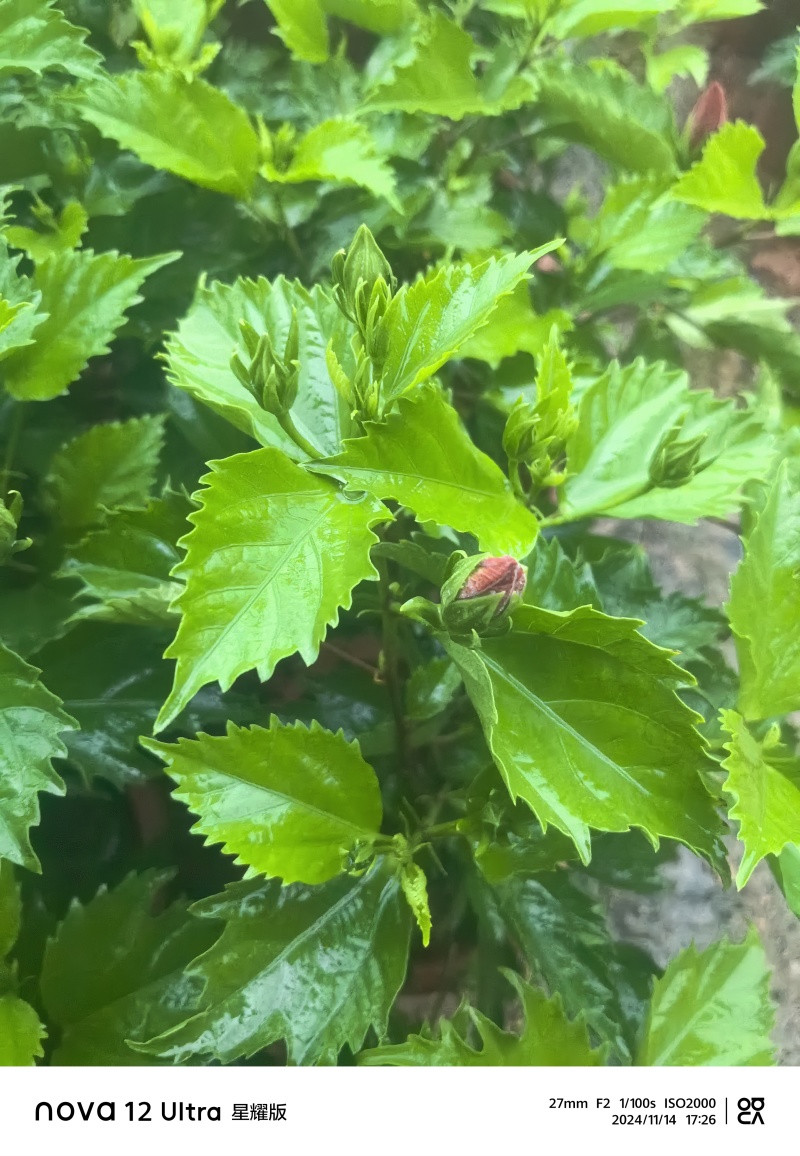 进口大红花朱瑾