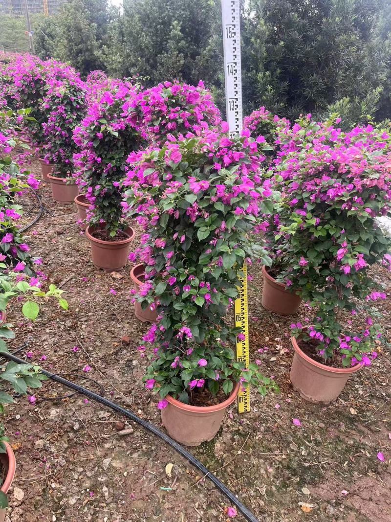紫色花勒杜鹃