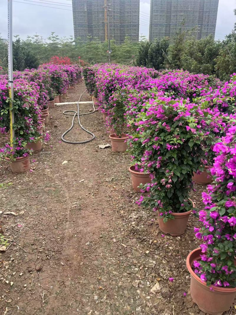 紫色花勒杜鹃