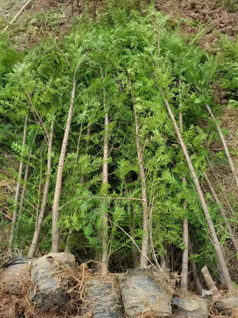 南方红豆杉容器苗