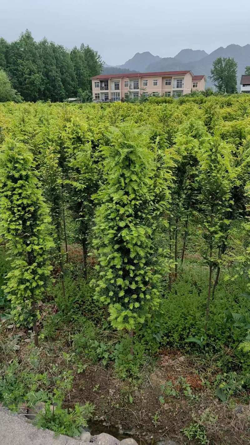 南方红豆杉容器苗