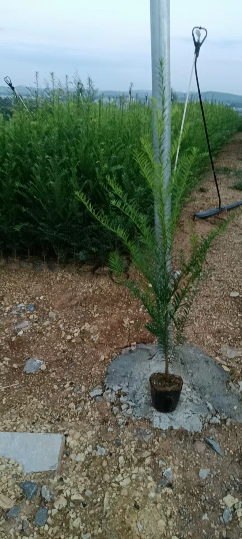 南方红豆杉容器苗