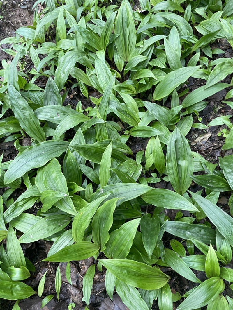 毛慈菇