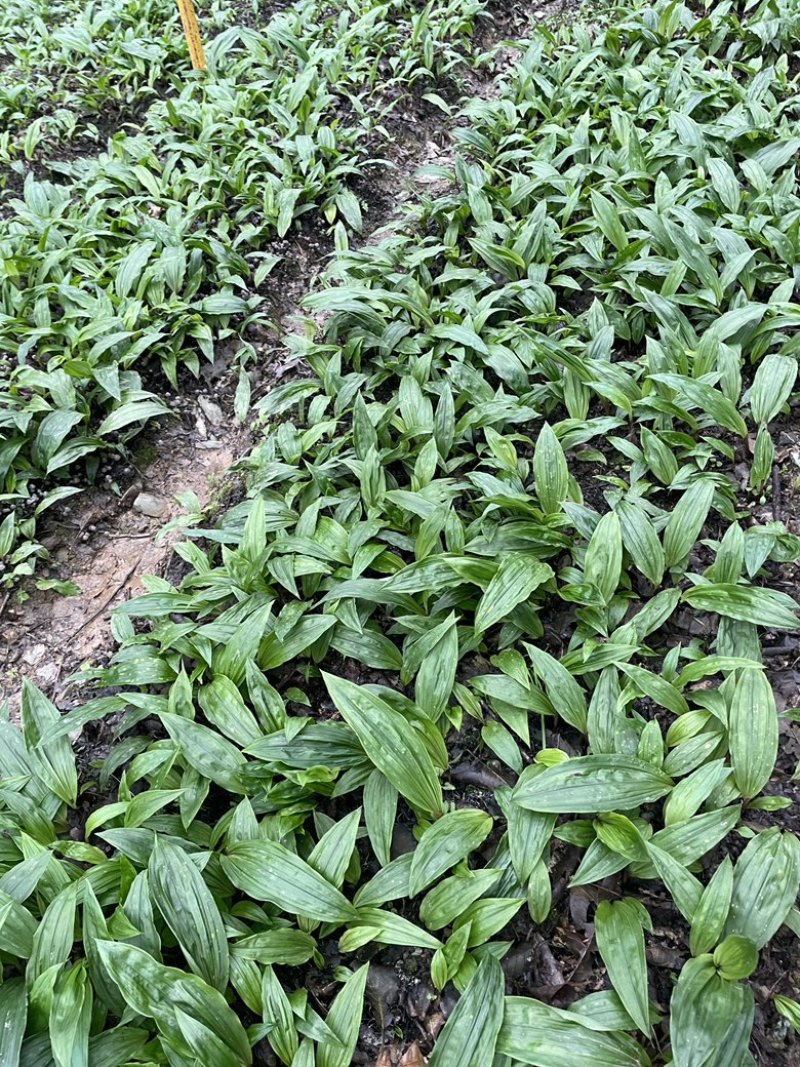毛慈菇