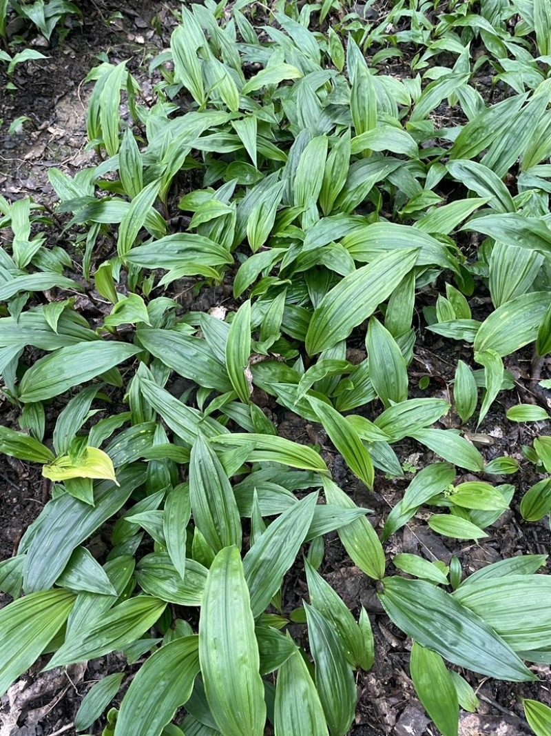 毛慈菇