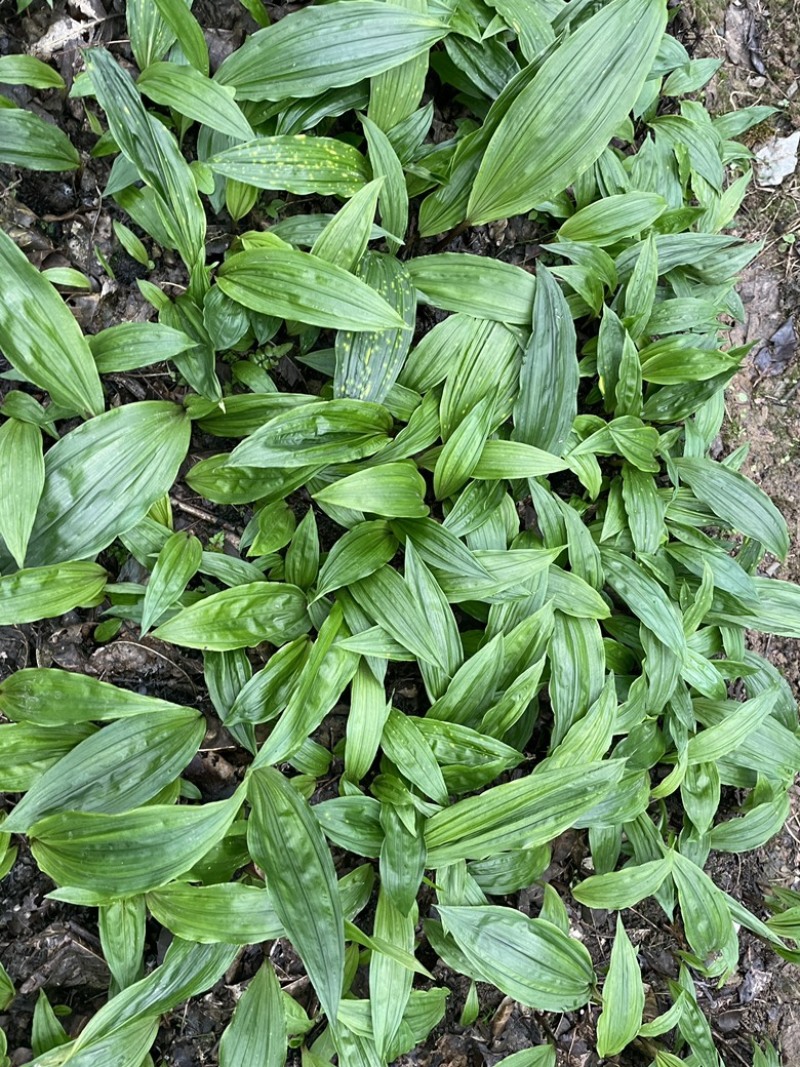 毛慈菇