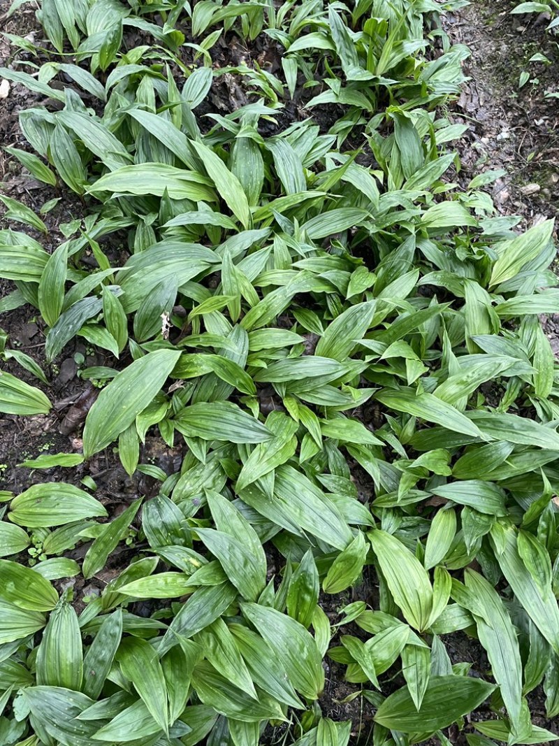 毛慈菇