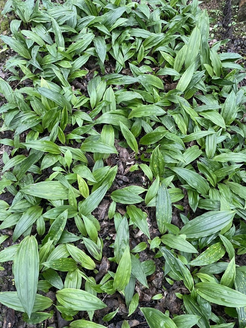 毛慈菇