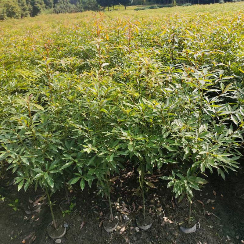 金丝楠木容器苗