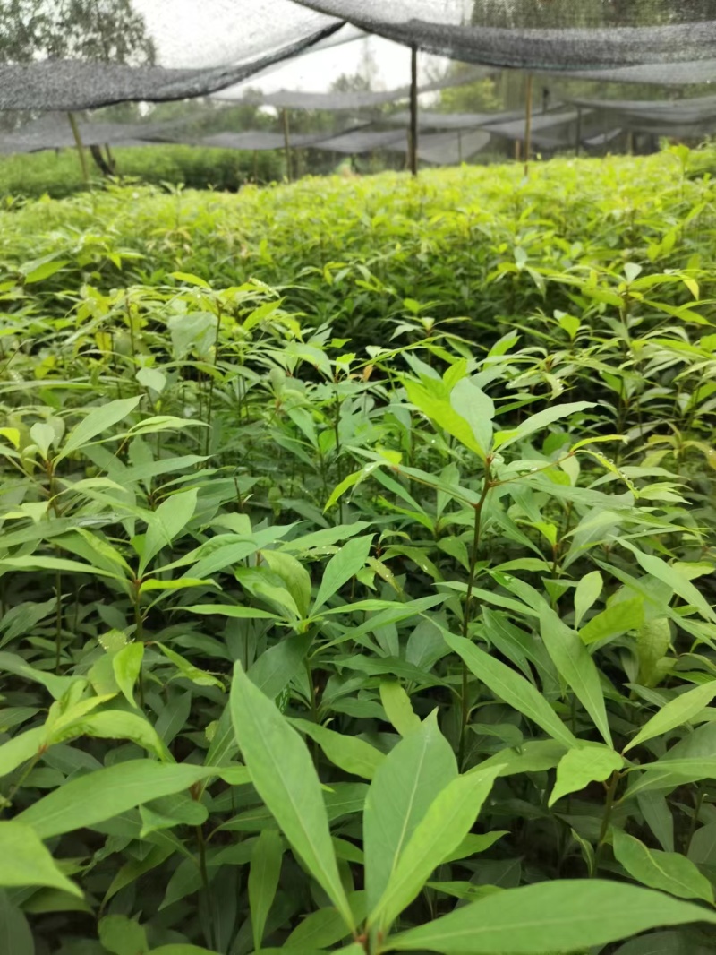 金丝楠木容器苗