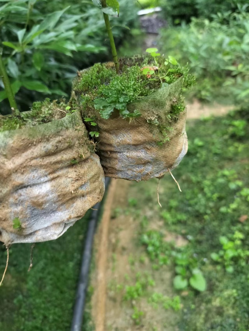 金丝楠木容器苗