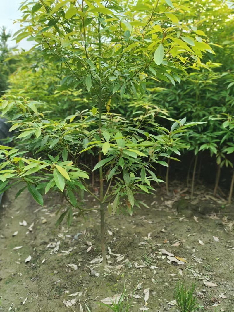 金丝楠木容器苗