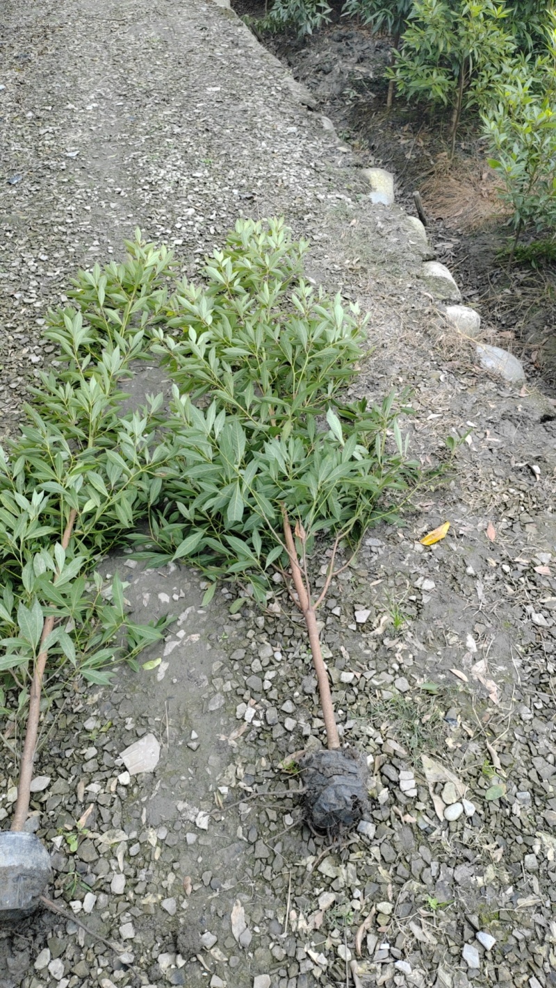金丝楠木容器苗