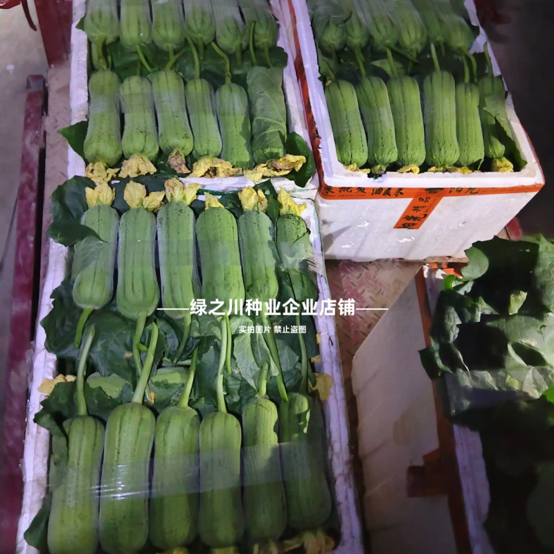 春润肉丝瓜种子早优20丝瓜种子高产早熟抗病强硬度好大肉