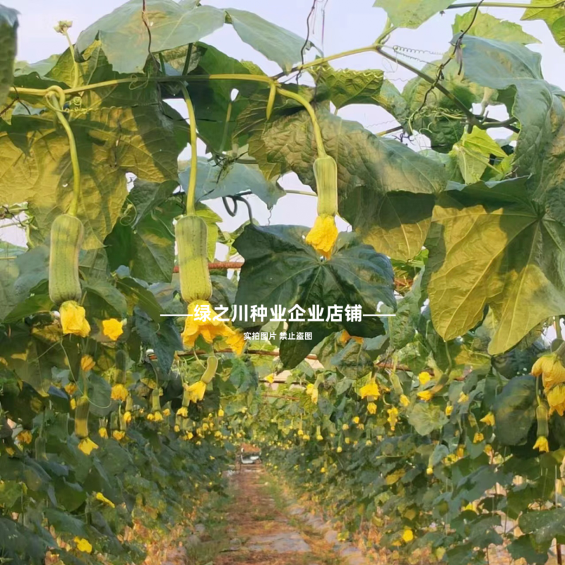春润肉丝瓜种子早优20丝瓜种子高产早熟抗病强硬度好大肉