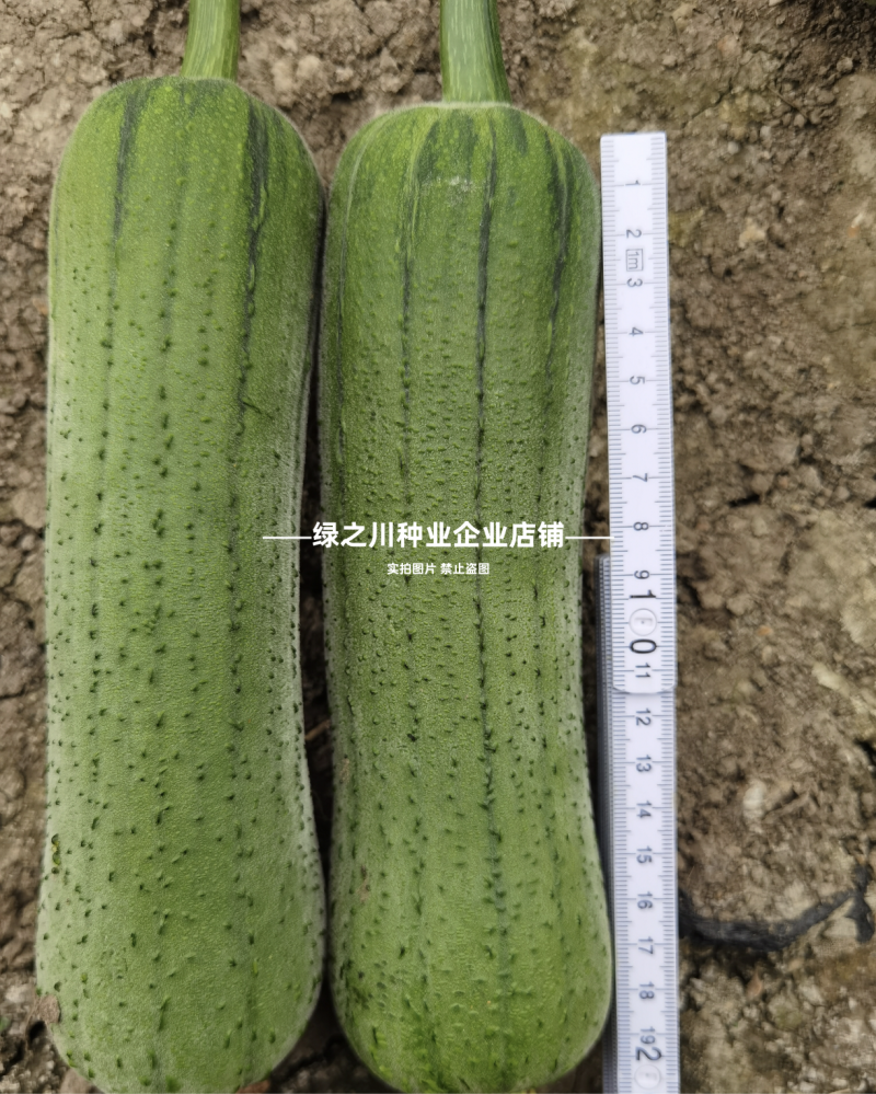 春润肉丝瓜种子早优20丝瓜种子高产早熟抗病强硬度好大肉