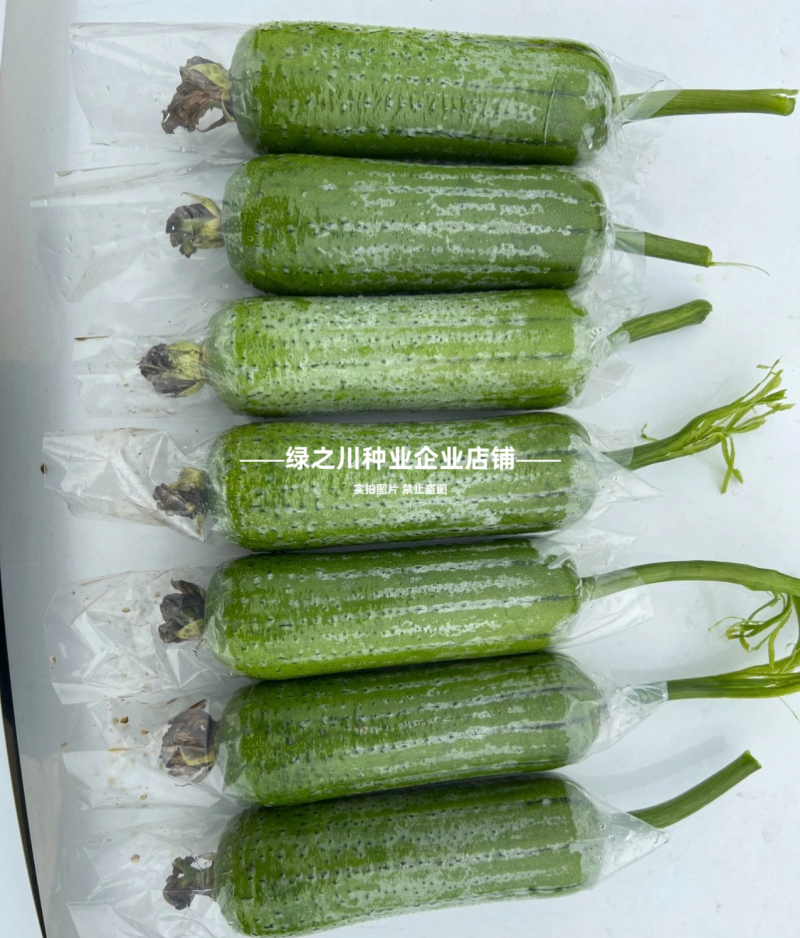 春润肉丝瓜种子早优20丝瓜种子高产早熟抗病强硬度好大肉