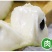 AP释迦果自家果园现摘应季新鲜热带水果香甜牛
