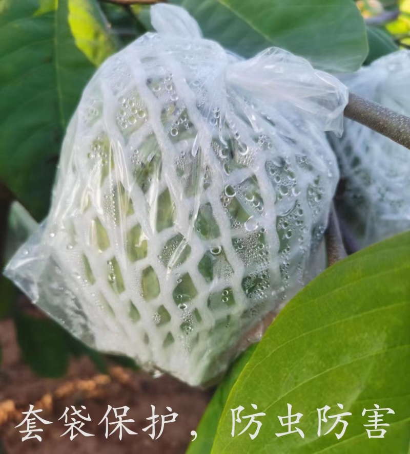 广东云浮10斤礼盒装AP释迦果番荔枝自家果园现摘优质鲜果
