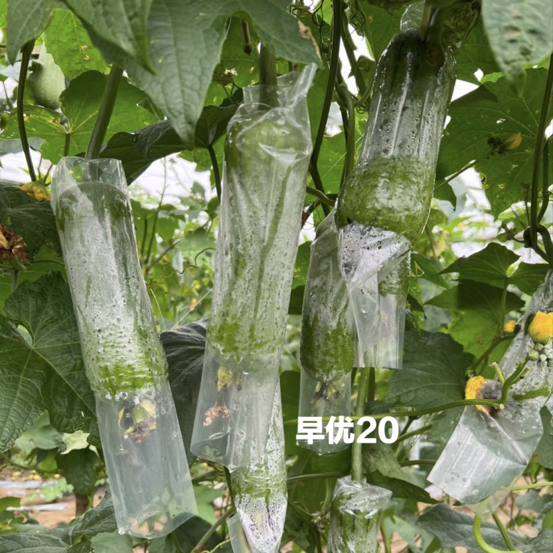 早优20丝瓜种子短棒高产早熟肉丝瓜种子阳台瓜籽种子味甜
