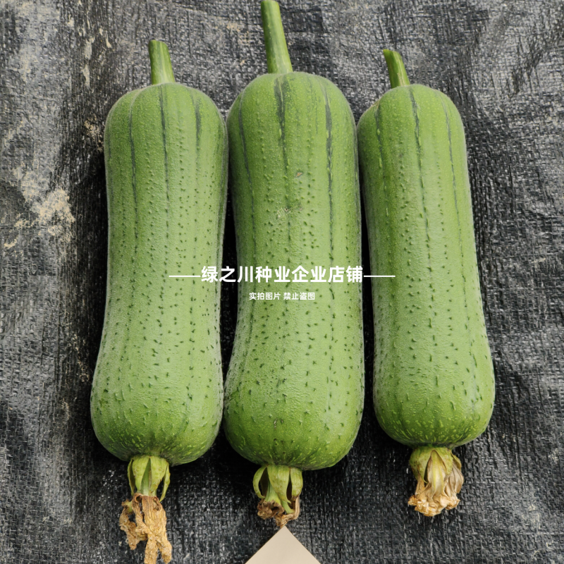 早优20丝瓜种子短棒高产早熟肉丝瓜种子阳台瓜籽种子味甜