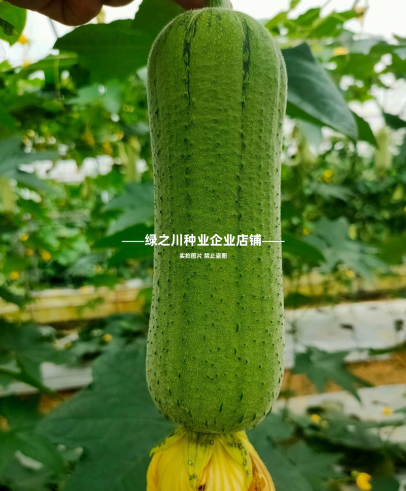 早优20丝瓜种子短棒高产早熟肉丝瓜种子阳台瓜籽种子味甜