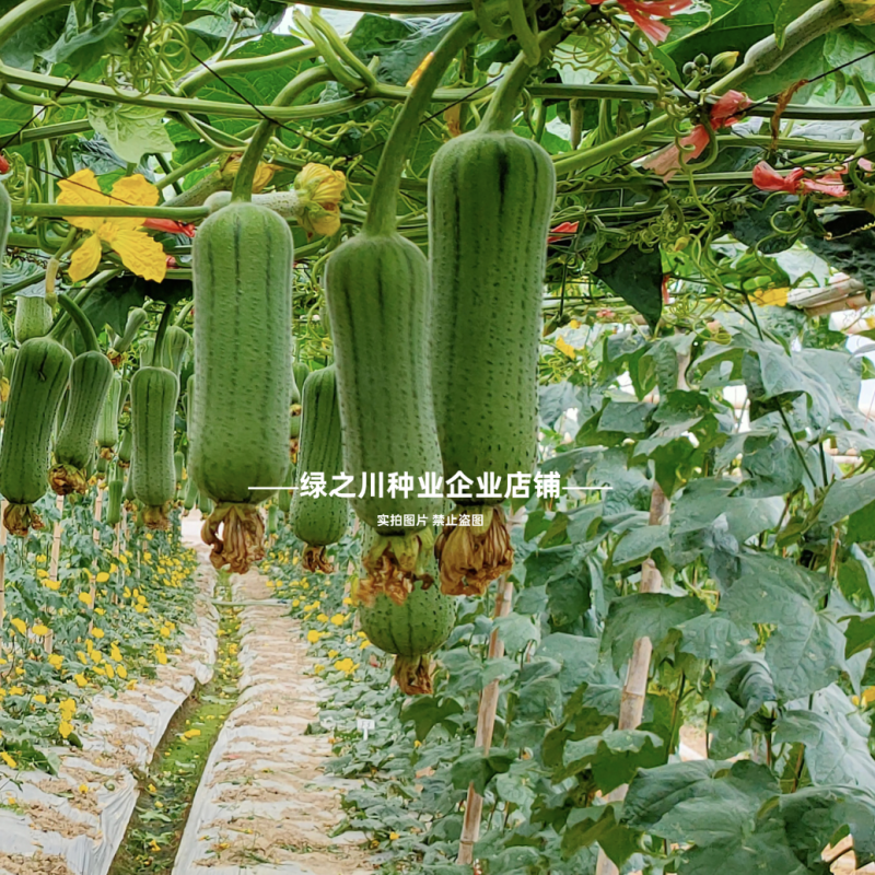 早优20丝瓜种子短棒高产早熟肉丝瓜种子阳台瓜籽种子味甜
