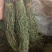 独脚金甘积草独脚金独脚金实物拍摄青绿