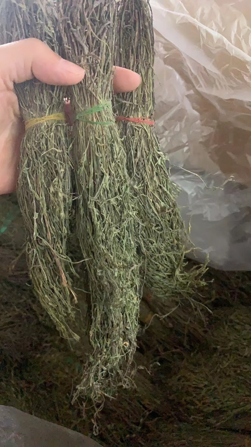 独脚金甘积草独脚金独脚金实物拍摄青绿