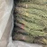 独脚金甘积草独脚金独脚金实物拍摄青绿