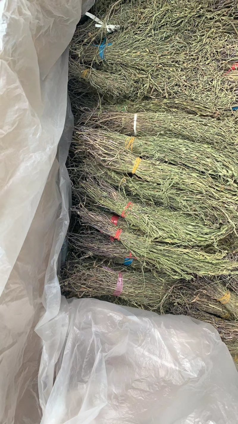 独脚金甘积草独脚金独脚金实物拍摄青绿