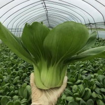 大青菜，香菇菜，大量有货供应腌菜厂，市场