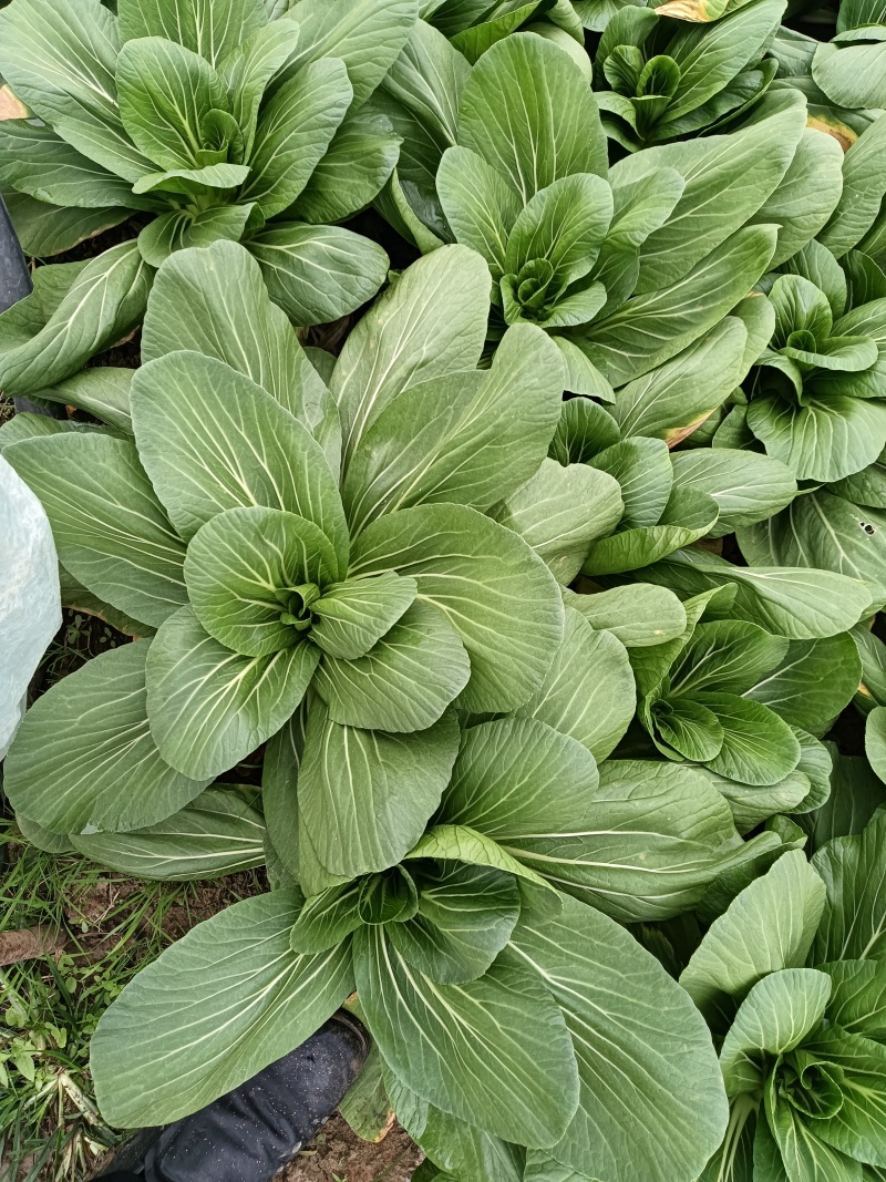 大青菜，香菇菜，大量有货供应腌菜厂，市场