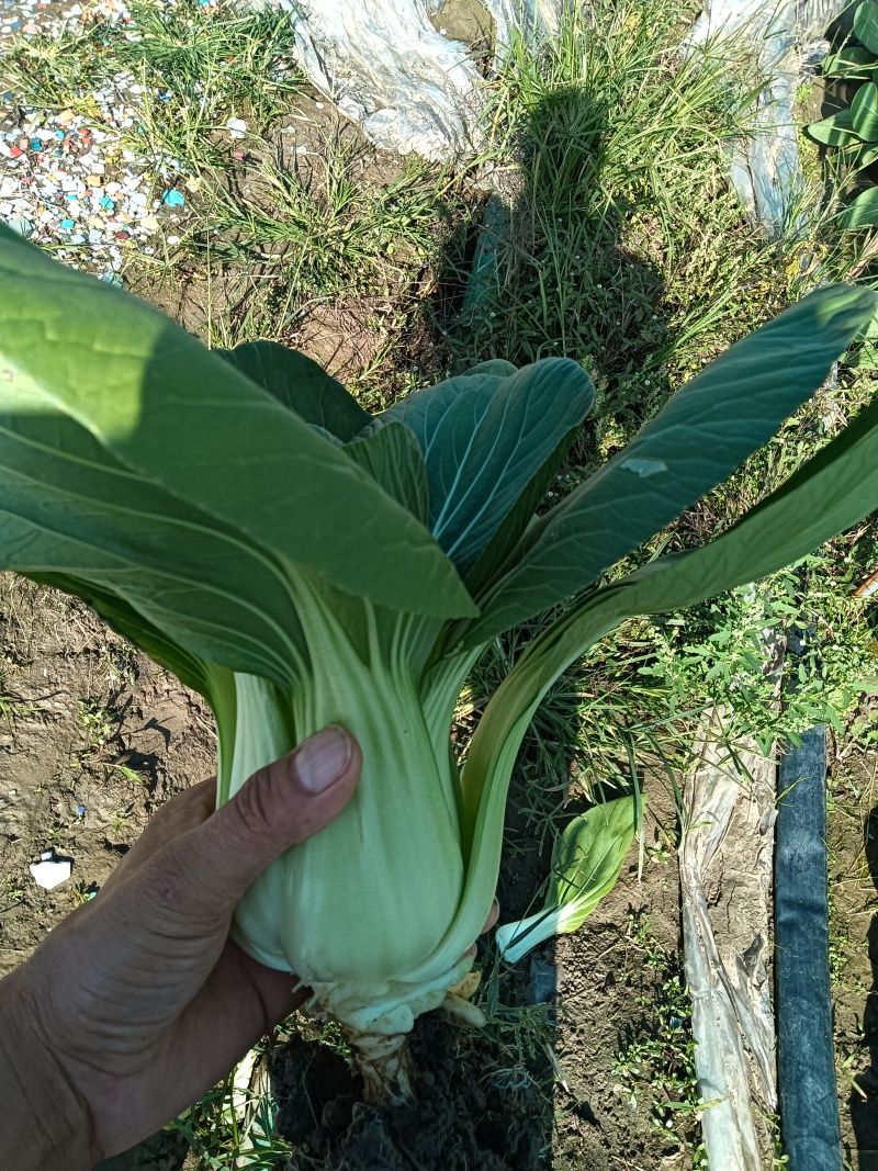 大青菜，香菇菜，大量有货供应腌菜厂，市场