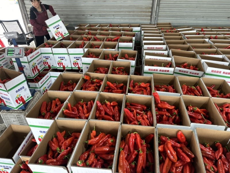 【实力】精品红泡椒大量上市诚信经营产地直发